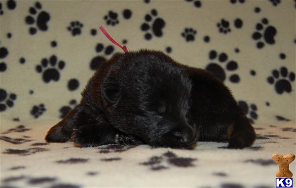 German Shepherd Puppies